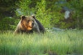 Close up photo of a wild, big Brown Bear, Ursus arctos, male in flowering grass. Royalty Free Stock Photo