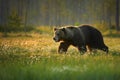 Close up photo of a wild, big Brown Bear, Ursus arctos, male in movement in flowering grass. Royalty Free Stock Photo