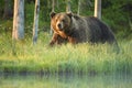 Close up photo of a wild, big Brown Bear, Ursus arctos, male in spring forest. Royalty Free Stock Photo