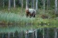 Close up photo of a wild, big Brown Bear, Ursus arctos, reflecting in the water. Royalty Free Stock Photo