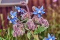 Close up photo of wild borage, Borago officinalis, flowers in a spring field Royalty Free Stock Photo