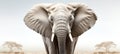 Close-up photo of a wild elephant, beautiful ivory, large ears, on a white background. For art texture, presentation design Royalty Free Stock Photo