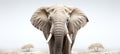 Close-up photo of a wild elephant, beautiful ivory, large ears, on a white background. For art texture, presentation design Royalty Free Stock Photo