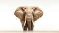 Close-up photo of a wild elephant, beautiful ivory, big ears, in the big forest. For art texture, presentation design or web Royalty Free Stock Photo