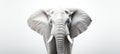 Close-up photo of a wild elephant, beautiful ivory, large ears, on a white background. For art texture, presentation design Royalty Free Stock Photo