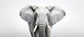 Close-up photo of a wild elephant, beautiful ivory, large ears, on a white background. For art texture, presentation design Royalty Free Stock Photo