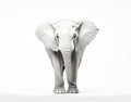 Close-up photo of a wild elephant, beautiful ivory, large ears, on a white background. For art texture, presentation design Royalty Free Stock Photo