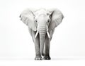 Close-up photo of a wild elephant, beautiful ivory, large ears, on a white background. For art texture, presentation design Royalty Free Stock Photo