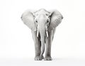 Close-up photo of a wild elephant, beautiful ivory, large ears, on a white background. For art texture, presentation design or web Royalty Free Stock Photo