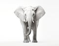 Close-up photo of a wild elephant, beautiful ivory, large ears, on a white background. For art texture, presentation design or web Royalty Free Stock Photo