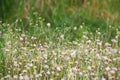 close up photo of wild grass flowers, beautiful. selective focus.