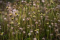 close up photo of wild grass flowers, beautiful. selective focus.