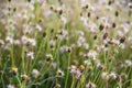 close up photo of wild grass flowers, beautiful. selective focus.