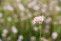 close up photo of wild grass flowers, beautiful. selective focus.