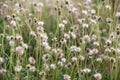 close up photo of wild grass flowers, beautiful. selective focus.