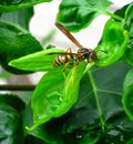 Close up photo of winged wasp on green leaf in the garden Royalty Free Stock Photo