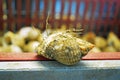 A close up photo of a Winkle shell fish .