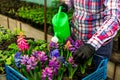 Close up photo of woman hands in black gloves holding watering can and water the flowers in greenhouse. Taking care of flowers in Royalty Free Stock Photo