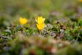 Close-up photo of wonderful blooming yellow crocus flowers in fresh green grass. Springtime Royalty Free Stock Photo