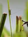 Close-up photo of wonderful young little green grasshopper on a blade of grass Royalty Free Stock Photo