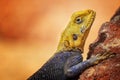 Close up photo of yellow and blue colored lizard, rock agama. It is wildlife photo of animal in Senegal, Africa. Agama posing on Royalty Free Stock Photo