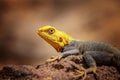 Close up photo of yellow and blue colored lizard, rock agama. It is wildlife photo of animal in Senegal, Africa. Agama posing on