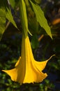 Yellow Brugmansia flowers hanging from a branch at Greek Orthodox Monastery Israel Royalty Free Stock Photo