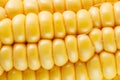 Close-up photo of yellow corn background, healthy and tasty food Royalty Free Stock Photo