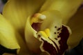 a close up of a yellow Cymbidium insigne flower