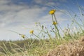 Close up photo of yellow flowers, grass on meadow. Landscape,UK Royalty Free Stock Photo