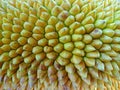 Close up photo of yellow jackfruit Royalty Free Stock Photo