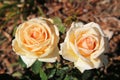 Close up photo of a yellow orange rose that`s just opened