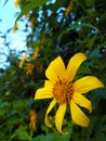 close up photo of yellow tithonia diversifolia flower