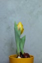 a yellow tulip with water droplets on it Royalty Free Stock Photo