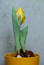 a yellow tulip with water droplets on it Royalty Free Stock Photo