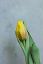 a yellow tulip with water droplets on it Royalty Free Stock Photo