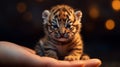 Dreamy Close-up: Small Tiger Cub In Hand, Inspired By Beeple\'s Style