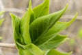 close up photo of a young fresh green leaf of a saplings Royalty Free Stock Photo