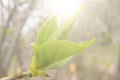 close up photo of a young fresh green leaf of a saplings Royalty Free Stock Photo