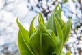 close up photo of a young fresh green leaf of a saplings Royalty Free Stock Photo