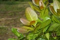 Close-up photo of young leaves of a cashew tree Royalty Free Stock Photo