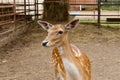 Close-up photo of a young sika deer Cervus nippon, wildlife and animals Royalty Free Stock Photo