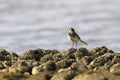 Close-up photo of a young wagtail on a stony beach with rocks full of lots of little shells