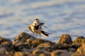 Close-up photo of a young wagtail on a stony beach with rocks full of lots of little shells Royalty Free Stock Photo