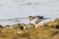 Close-up photo of a young wagtail on a stony beach with rocks full of lots of little shells.