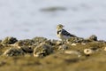 Close-up photo of a young wagtail on a stony beach with rocks full of lots of little shells. Royalty Free Stock Photo