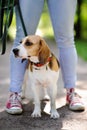 Close up photo of young woman walking with Beagle dog in the summer park Royalty Free Stock Photo