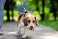 Close up photo of young woman walking with Beagle dog in the summer park Royalty Free Stock Photo