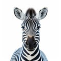 Playful Zebra Close-up: Stunning Wildlife Art By Akos Major Royalty Free Stock Photo