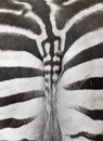 Close up photo of a zebra rear with part of the tail. Zebra print useful as a background or pattern Royalty Free Stock Photo